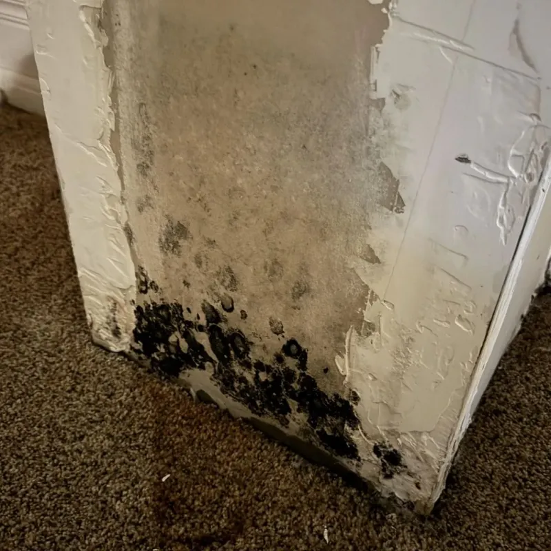Professional Mold Removal in Springfield, CO